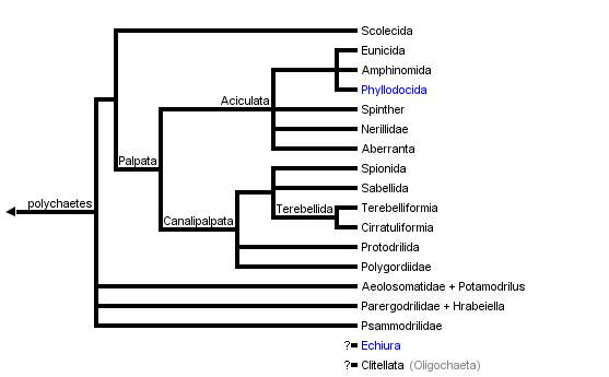 Classification 